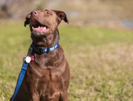 Ford Bronco Topographical Dog Collar