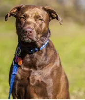 Ford Bronco Topographical Dog Collar